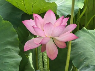 pink lotus flower
