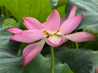 pink lotus flower
