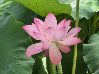 pink lotus flower
