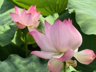 pink lotus flower
