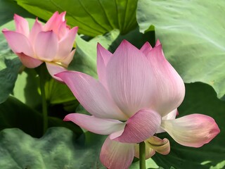 pink lotus flower
