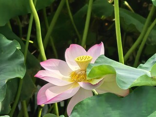 pink lotus flower
