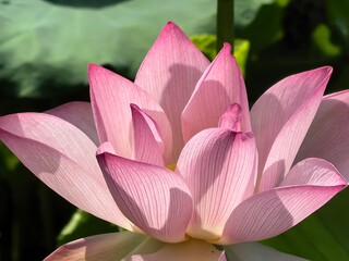 pink lotus flower
