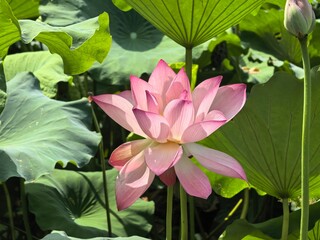 pink lotus flower
