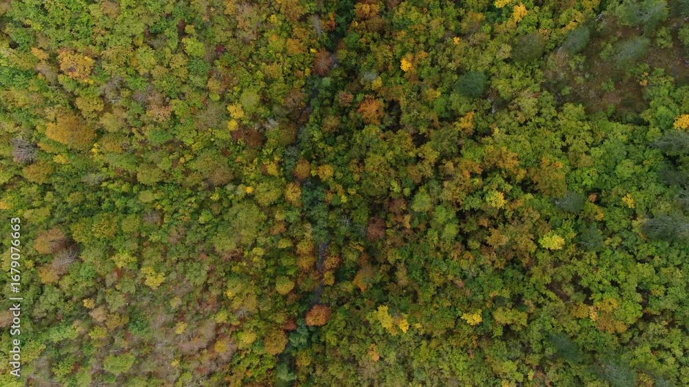 Poster aerial view of a forest with trees showing green yellow and brown colors a small stream flows throug