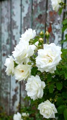 Fototapeta premium A cluster of pristine white roses clings to a weathered wooden fence, showcasing delicate blooms and lush foliage.