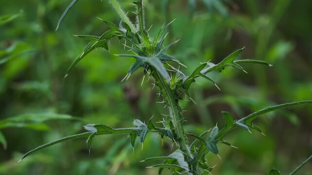 Cirsium. Spiky thistle buds in a meadow: detailed texture of spines, leaves, buds