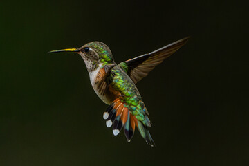 Fototapeta premium Rufous Hummingbird (Selasphorus rufus) Photo, in Flight Over a Dark Background