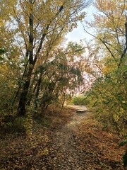 Autumn forest with bright foliage in shades of yellow and orange. Picturesque view. Seasonal nature background symbolizing autumn, tranquility, beauty of trees and landscapes.
