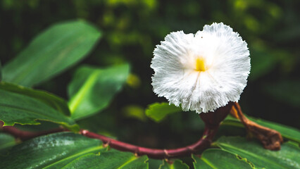 park rajapruek in chiang mai thailand botanical gardens buddist statues art culture architecture buildings © Antonina