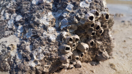 A collection of shells that have become one with the rocks on the beach.