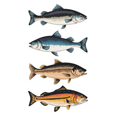 realistic vector illustration of salmon fish varieties