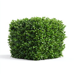 Obraz premium Box shaped leafy bush with vibrant green leaves on white background