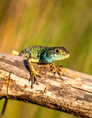 Obraz premium A colorful lizard rests atop a weathered log, its vibrant scales showcasing a mix of greens and blues against the natural backdrop.