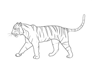 Obraz premium Line drawing of a walking tiger