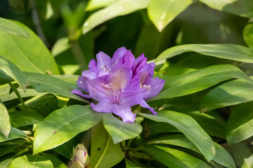 Purple Rhododendron in full bloom – Flowering ornamental shrub in the garden or park in spring