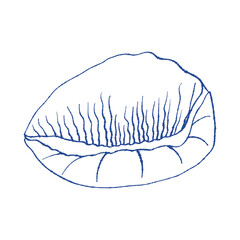 Sea shell scallop, ink hand drawn sketch. Single blue line bivalve creature, mollusk seashell. Icon contour symbol for branding, home decor, notebook covers, apparel print, stickers, tag, logo