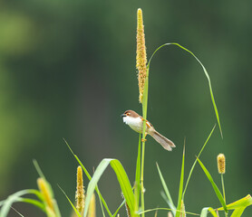  Yellow Eyed Babbler on Farm 