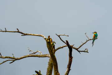 Un guêpier d'Europe posé sur un arbre mort.
