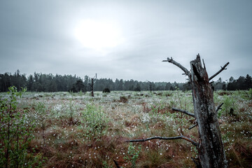Wurzacher Ried nature reserves