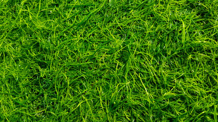 Artificial green grass with a fresh green color.