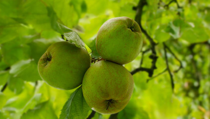 Fresh green pears hanging from a tree branch surrounded by vibrant green leaves, showcasing the beauty of organic farming and natural harvest