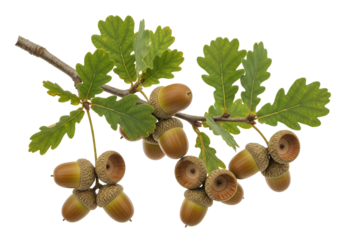 A branch laden with acorns and vibrant green oak leaves against a stark black background.