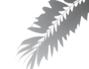 natural tree leaves shadow on transparent background