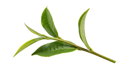 Isolated tea leaf