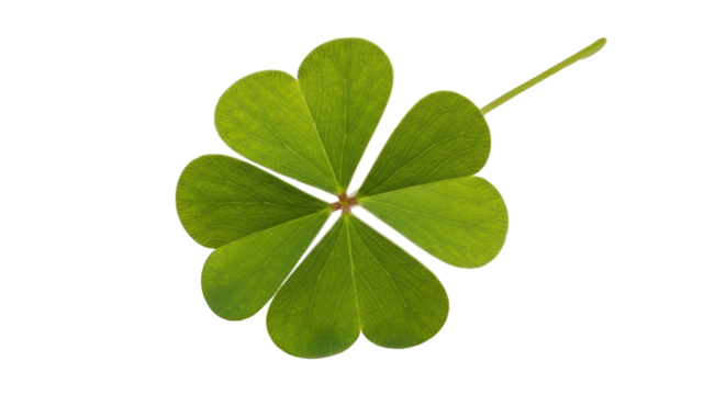 Isolated Shamrock with Four Leaves