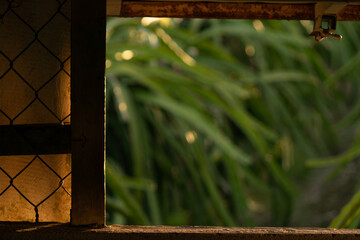 View through an old rustic window to a lush green dragon fruit farm. Peaceful countryside concept.
