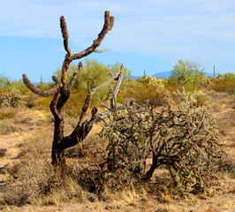 Cholla cactus, Sonora Desert, Mid Spring