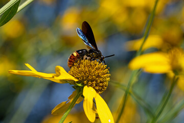Blue winged wasp covered in pollen on cutleaf coneflower. The abdomen has a fuzzy, rich rusty patch with two ovals of yellow. Its larvae eat Japanese beetle grubs and other scarab beetle larvae.