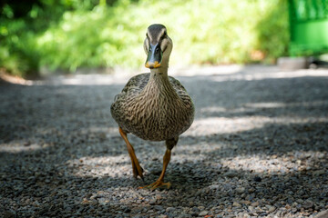 An eastern spot-billed duck or Chinese spot-billed duck (Anas zonorhyncha) walking on a path in a Tokyo park, Japan.