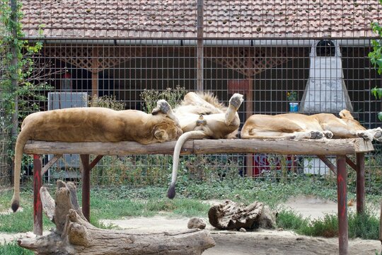 lion and lioness resting in the zoo - Powered by Adobe