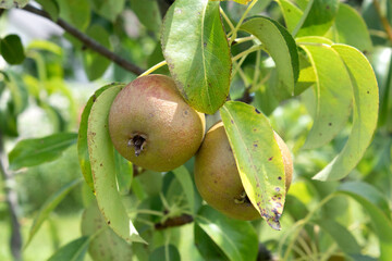 Pear orchard. Ripe pears in the garden ready for harvest
