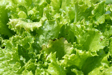 Lettuce leaves as a background image. Vegetable for salad green frillice iceberg lettuce