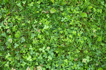 Green grass texture. Field of green grass, a lawn in spring. Background of color grass. Nature Wallpaper.