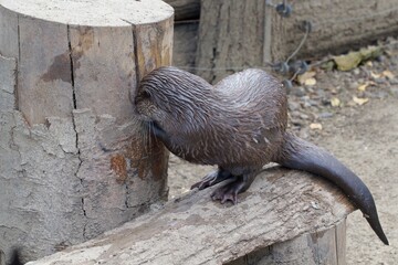 otter on a branch