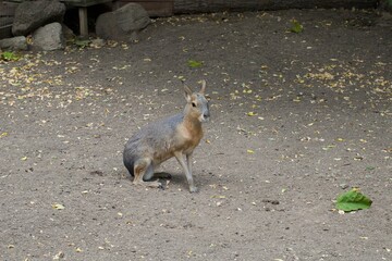 Obraz premium patagonian mara in the zoo