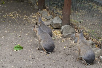 two patagonian maras in the zoo