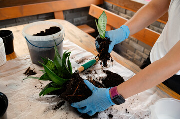 Planting process of snake plant in a well-lit indoor setting during daylight hours