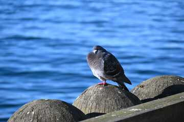 Feral pigeon (Columba livia) on the wooden balls of fishing pier.