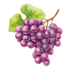 Fototapeta premium Bunch of purple grapes with green leaves watercolor botanical illustration