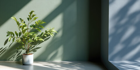 Green plant in white pot with sunlight and shadow on green wall and wooden floor in modern interior