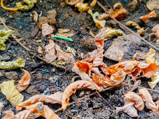 Old and dry aloes leaves on the ground