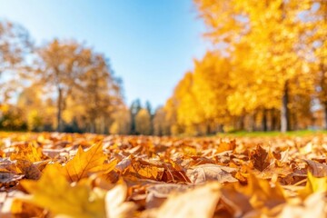 Golden Leaves in Autumn Avenue: A low-angle view reveals a carpet of vibrant golden leaves blanketing an avenue, bordered by rows of autumnal trees under a clear, sunny sky.