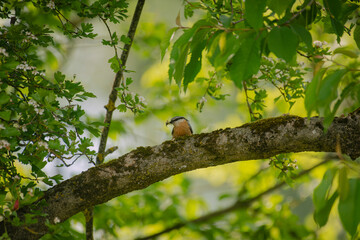 Obraz premium A Eurasian Nuthatch with its prey on a branch