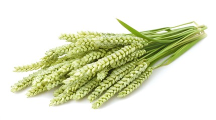 Green Wheat Stalks Bundle Closeup Isolated