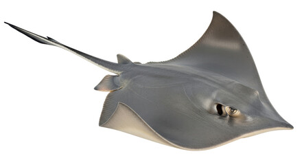 Isolated Stingray